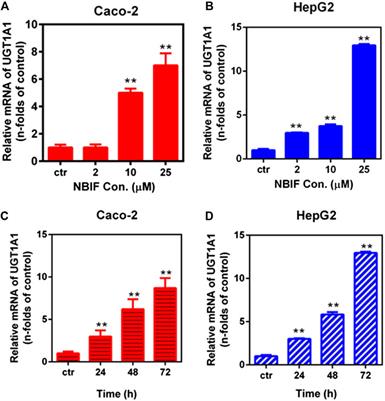 Neobavaisoflavone Induces Bilirubin Metabolizing Enzyme UGT1A1 via PPARα and PPARγ